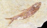 Multiple Knightia Fossil Fish - Wyoming #60793-1